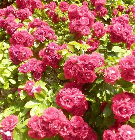 Baltisches Haus Moll Gasthuis 3*